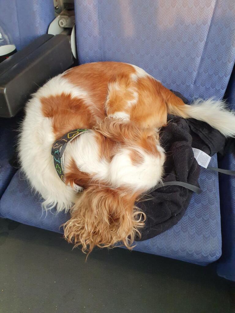Sleeping dog trains Bulgaria