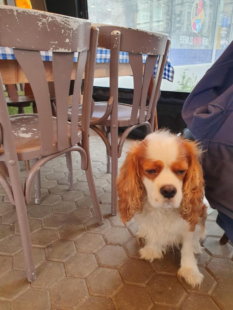 Da Nonna Dog Friendly