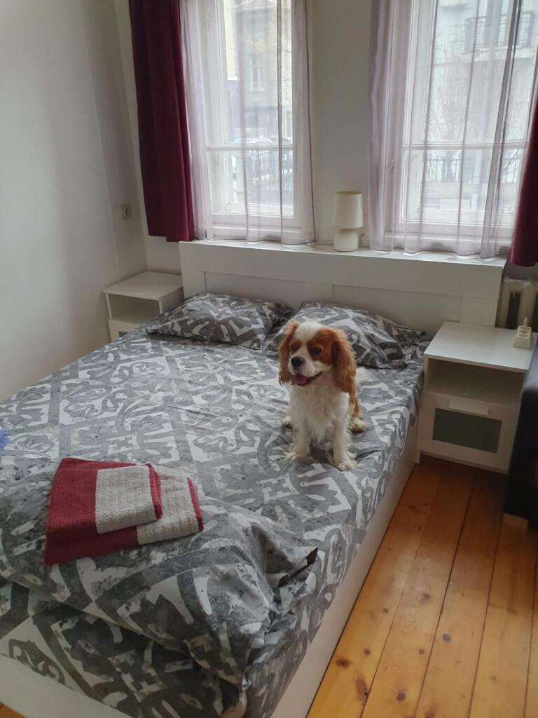 Dog Friendly Accommodation