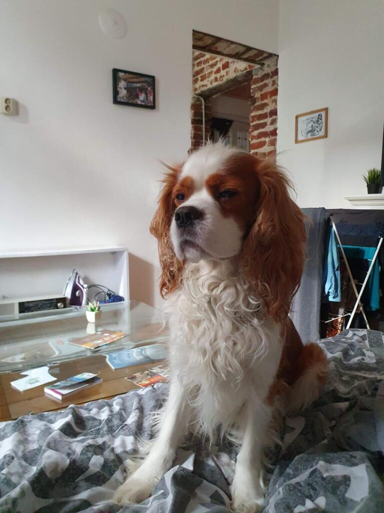 Dog Friendly Sofia
