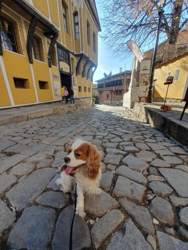 Dog Walk Plovdiv Bulgaria