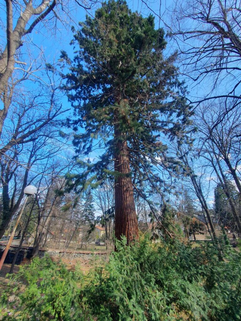 Giant Redwood Tree Planted By King ferdinand