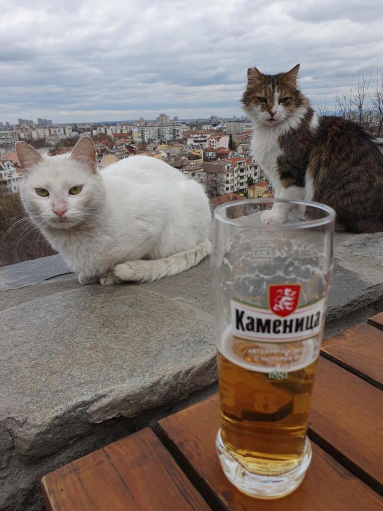 Rahat Tepe Cats