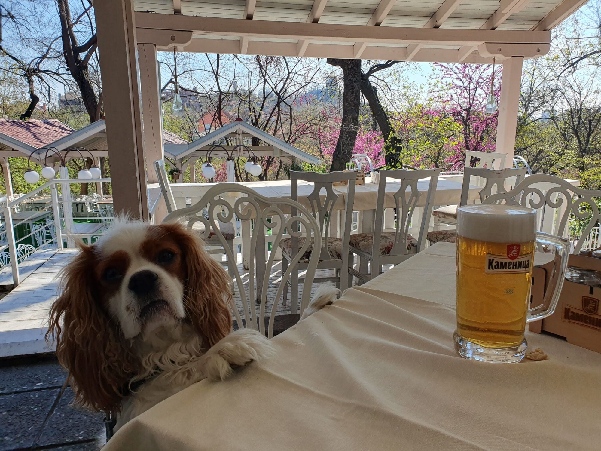 Yuzhen Polah Pri Malak Bunardzhik Dog Friendly