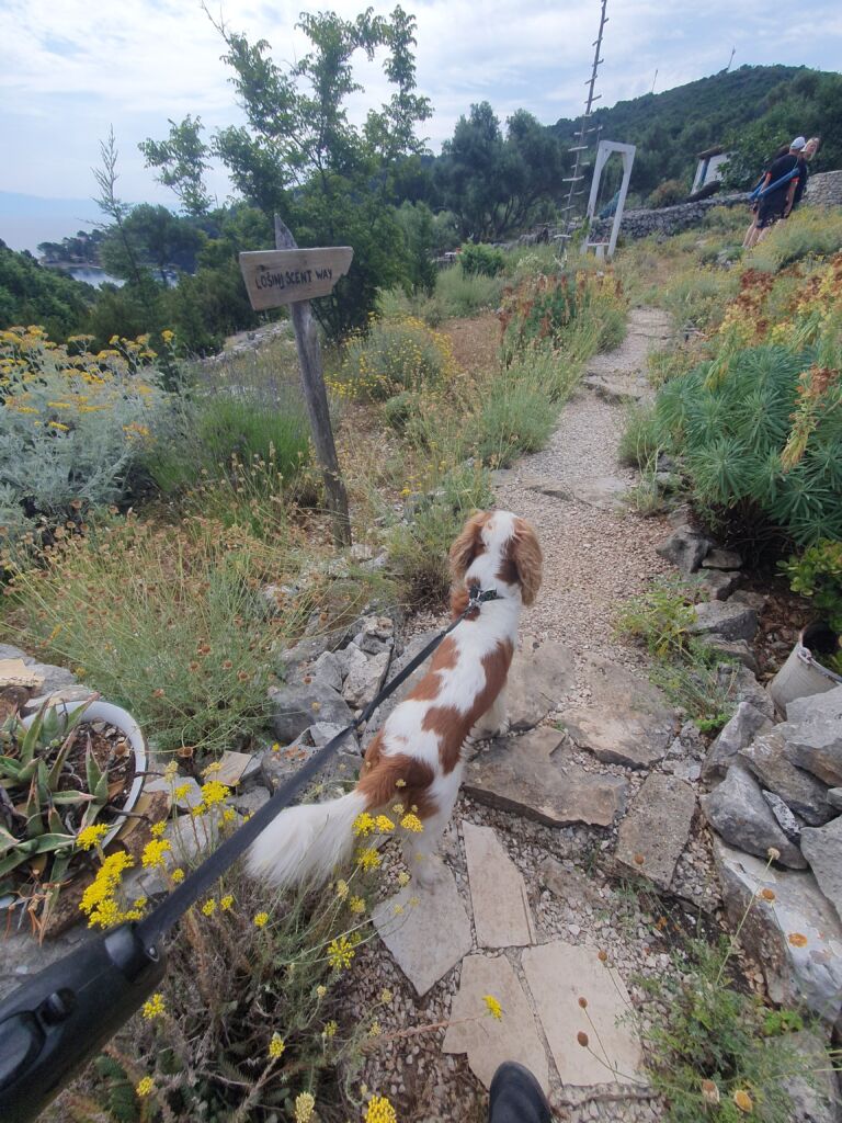 Agro Dog