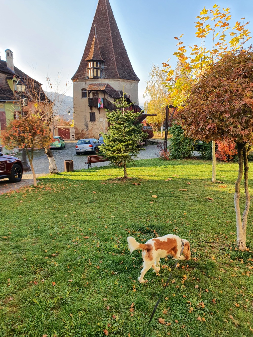 Dog Walk Sighisoara tower