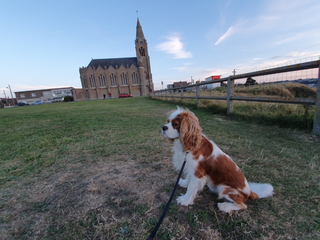 Dog at viewpoint
