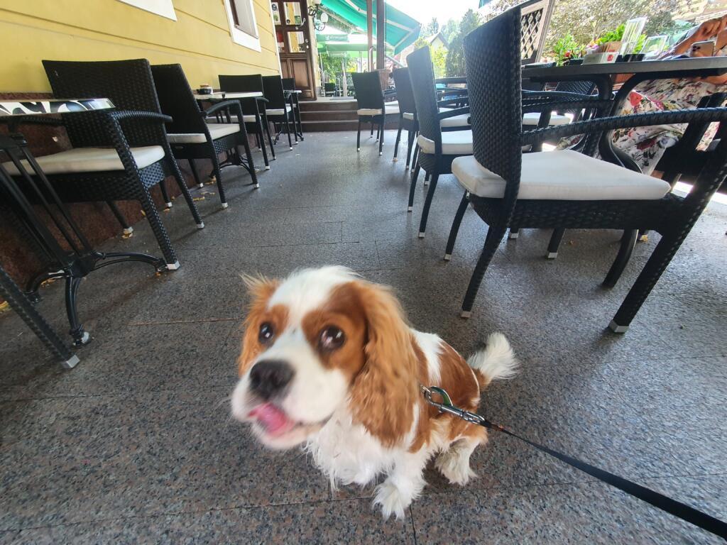 Hotel Bitoraj Fuzine Dog Friendly