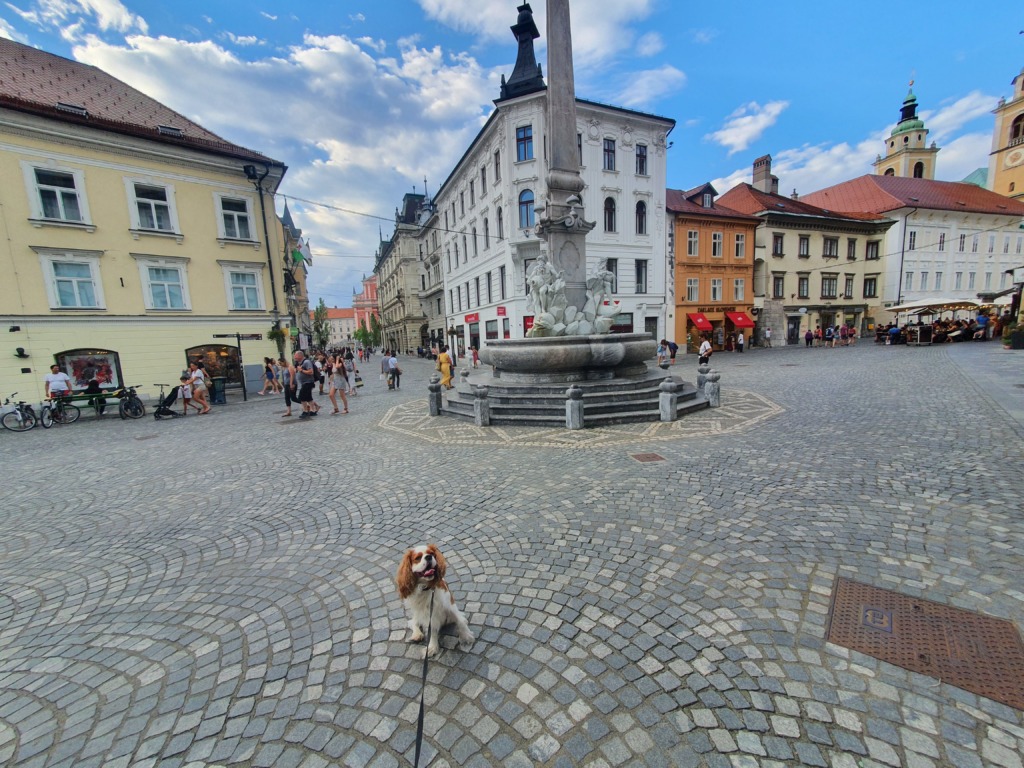 Robba fountain dog