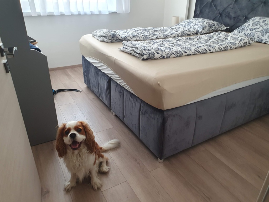 Dog Friendly Accommodation Győr Hungary