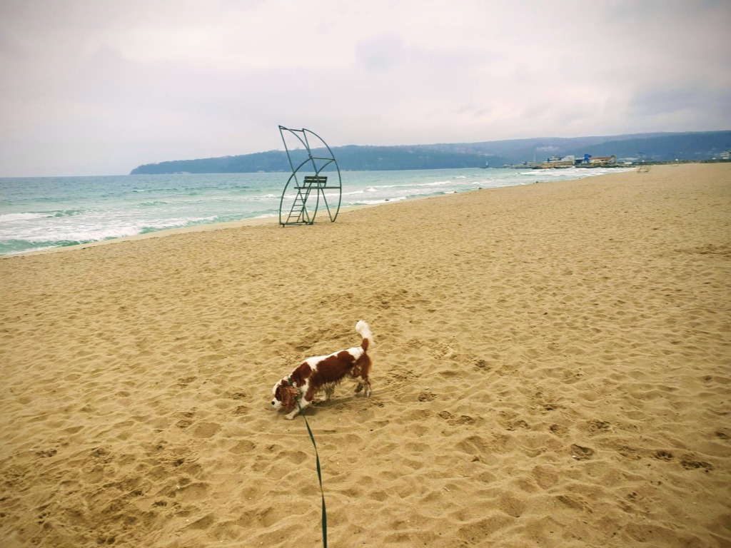 Dog Friendly Beach