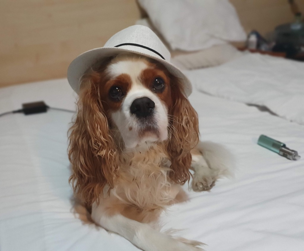 Dog Friendly Hotel in Veliko Tarnovo