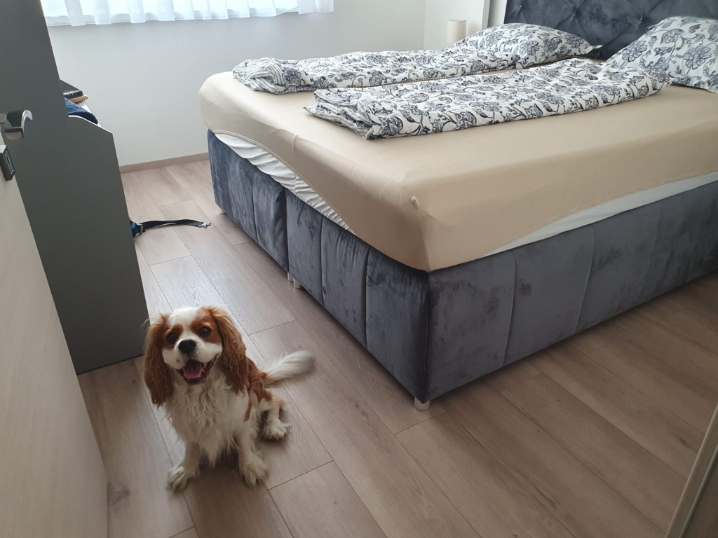 Dog Friendly Places to Stay