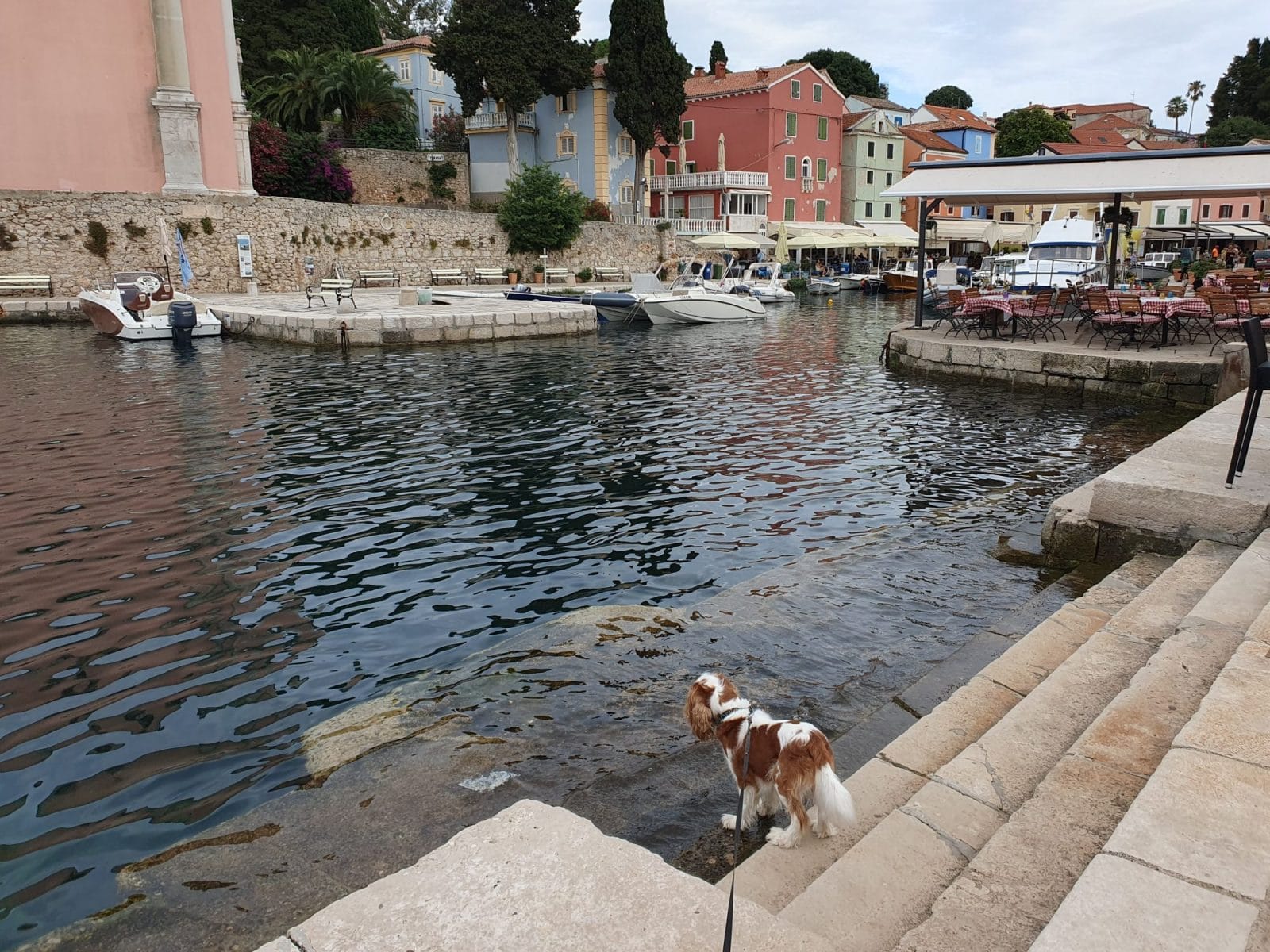 Dog Friendly