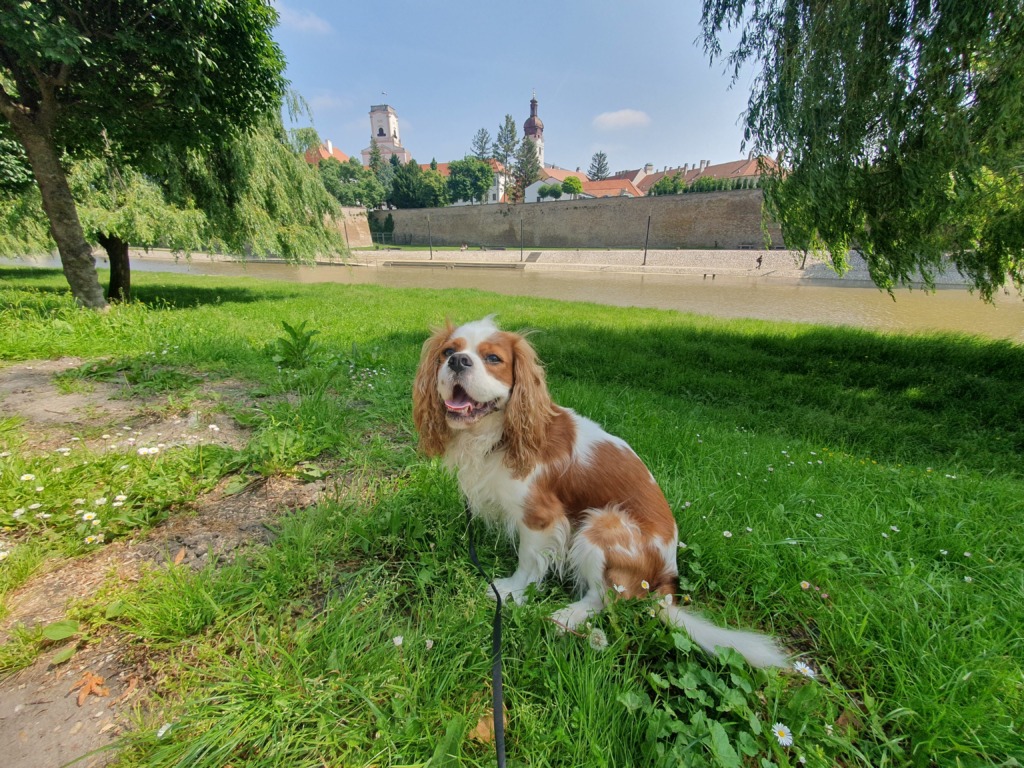 Dog Walk Castle View