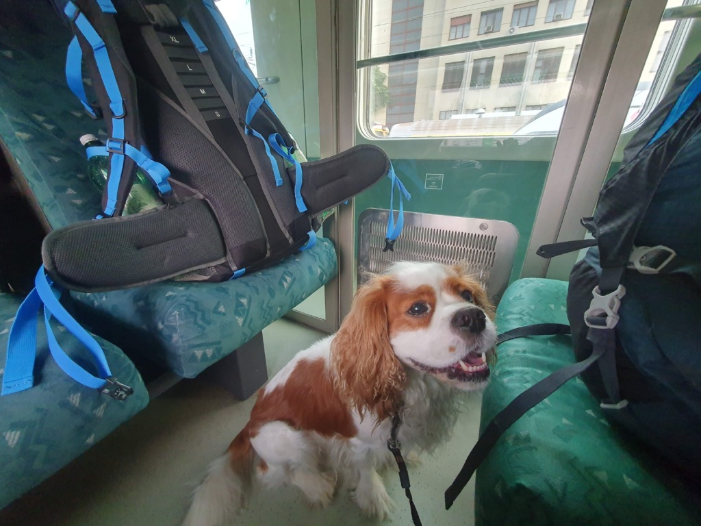 Trains Travel in Croatia With A Dog