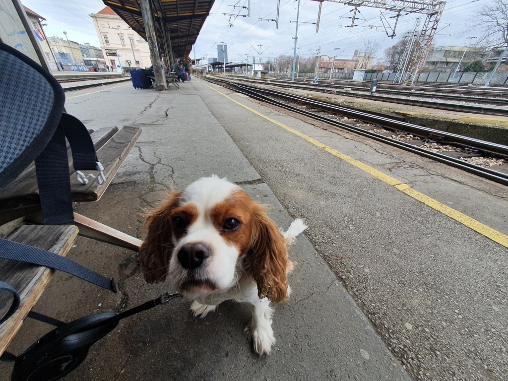 Zagreb To Split Train Dog