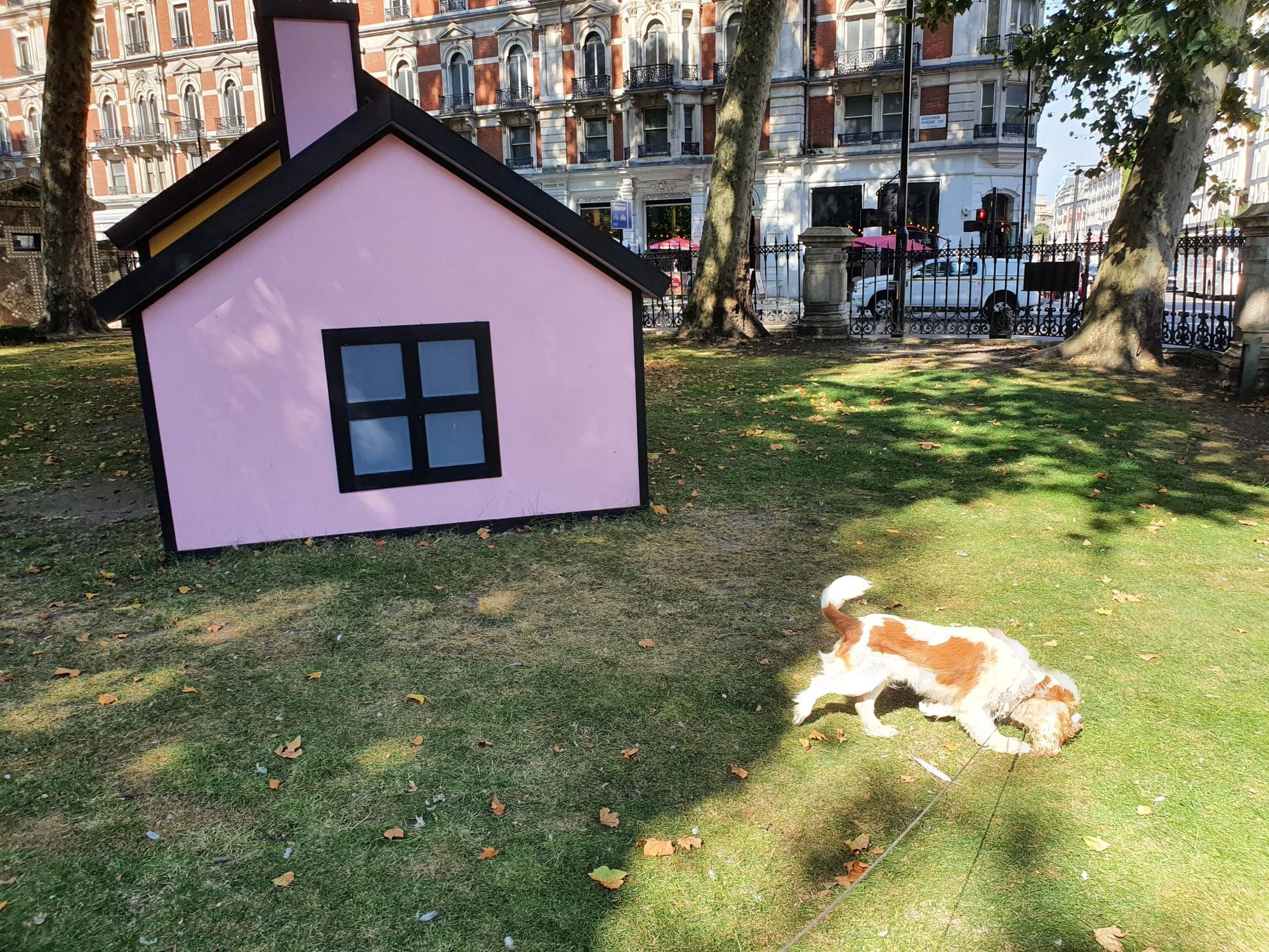 Dog Walk London