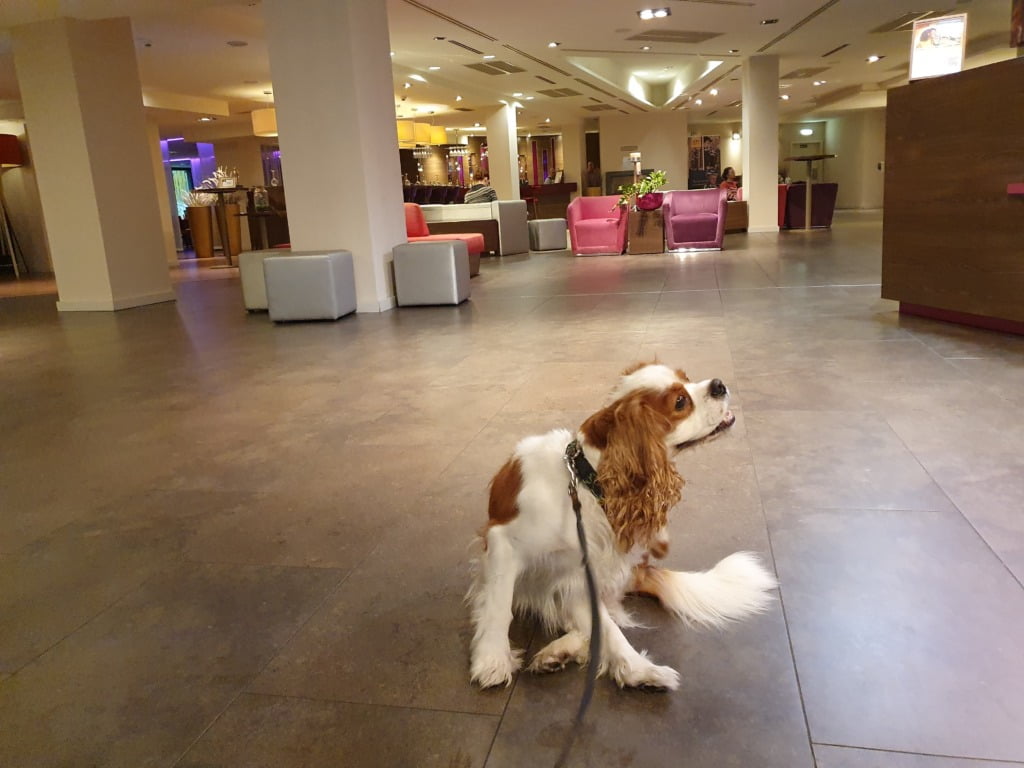 Hotel Dog Friendly