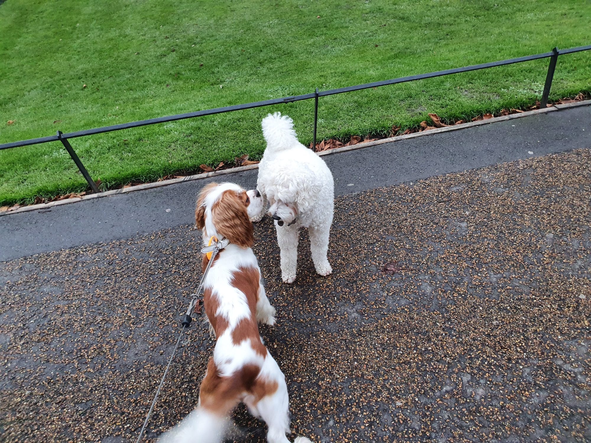 London Dog