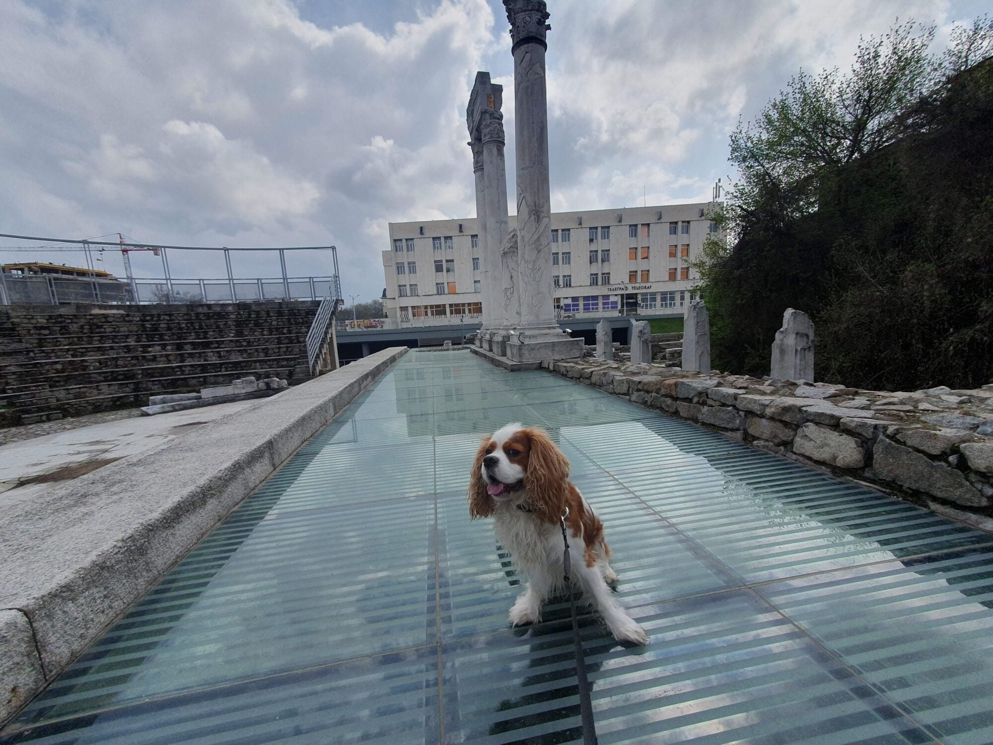 Roman Forum and Odeon Dog