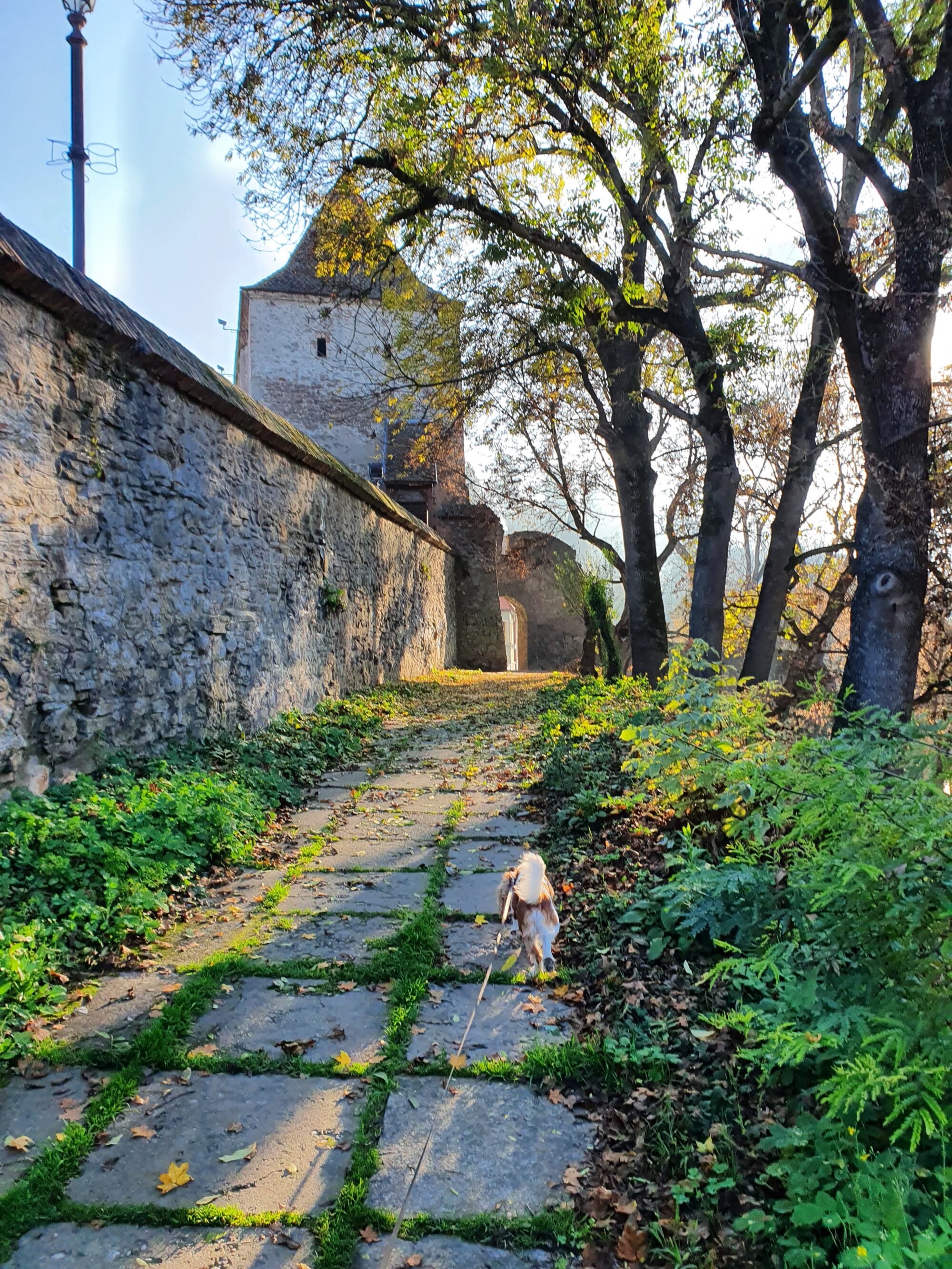 Dog Walk Sighisoara