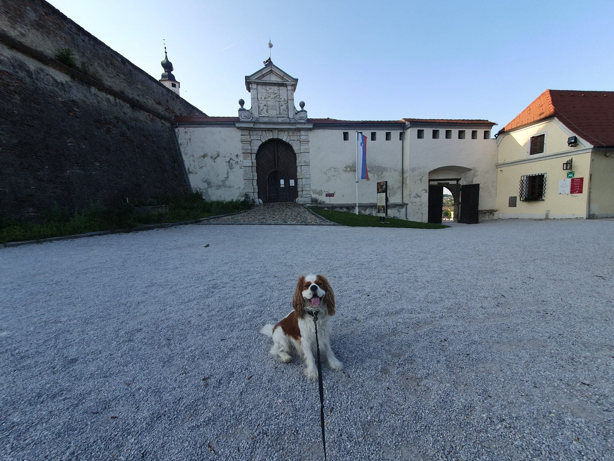 Dog at Ptuj Castle Outer Courtyard