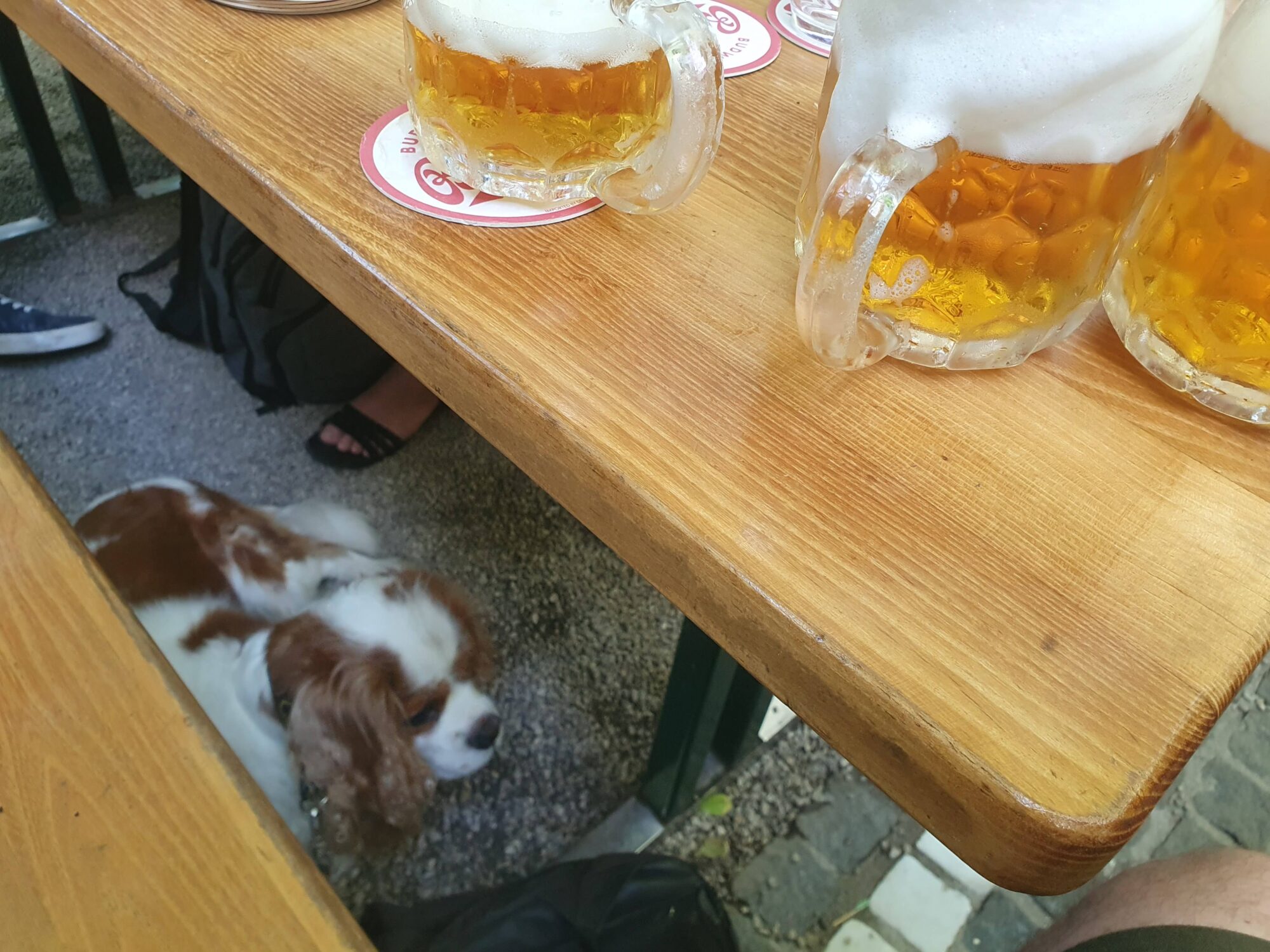 Schweizerhaus Dog Friendly