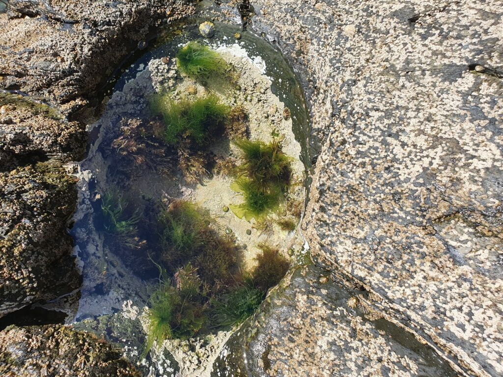 Explore Rock Pools