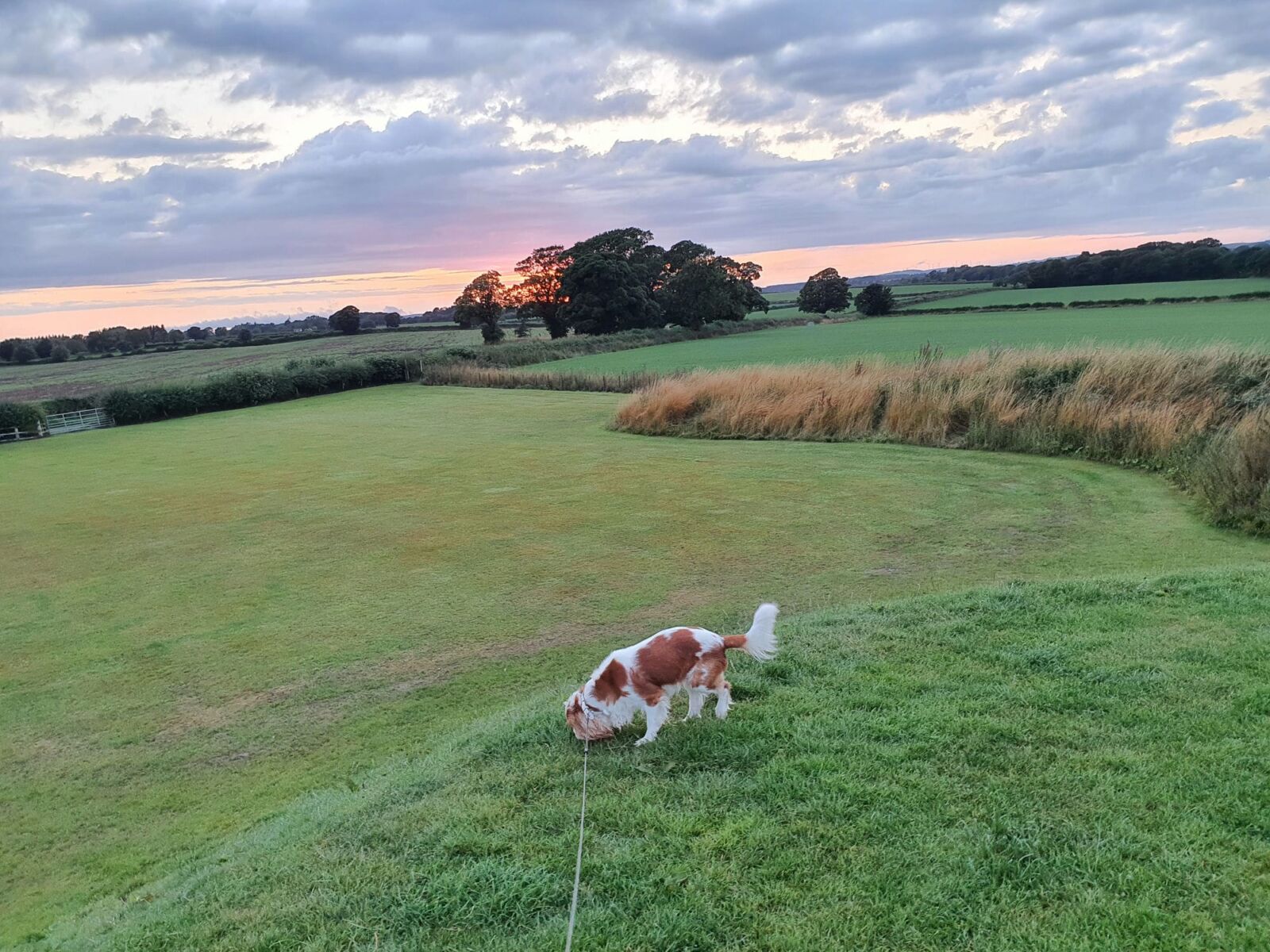 Sunset Dog Walk Gretna Green