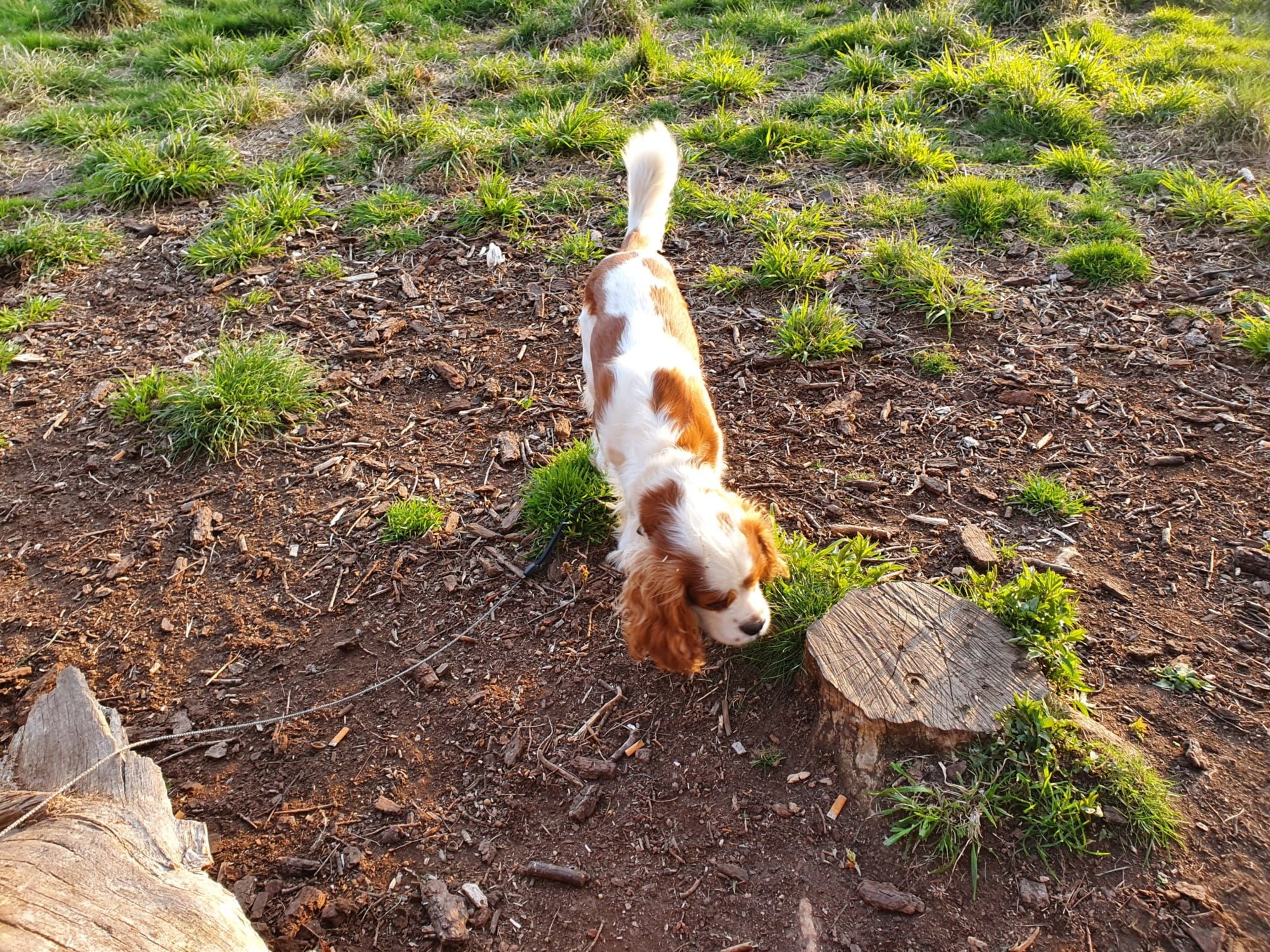 Warwick Dog Friendly