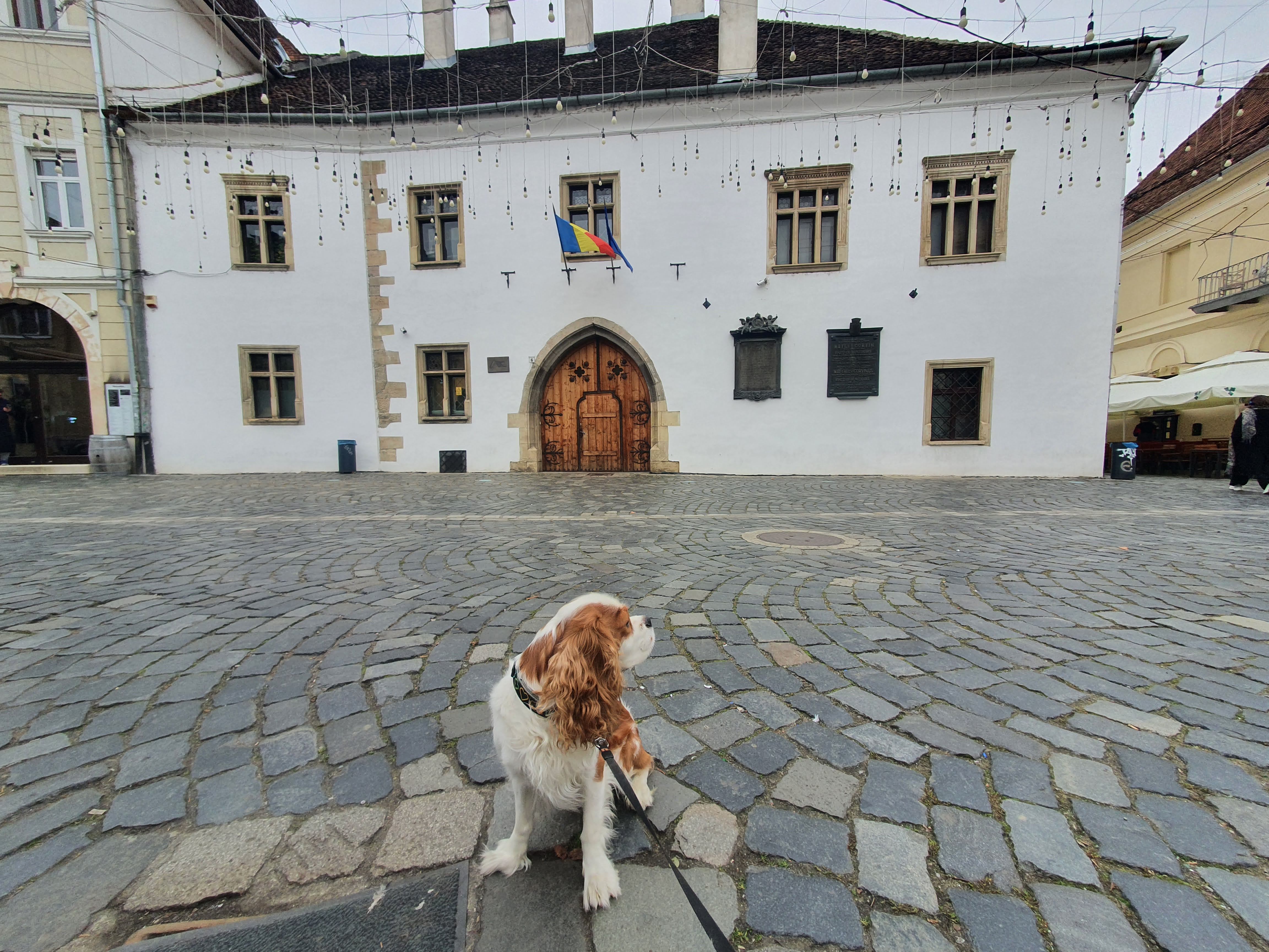 Cluj Napoca dog walkies