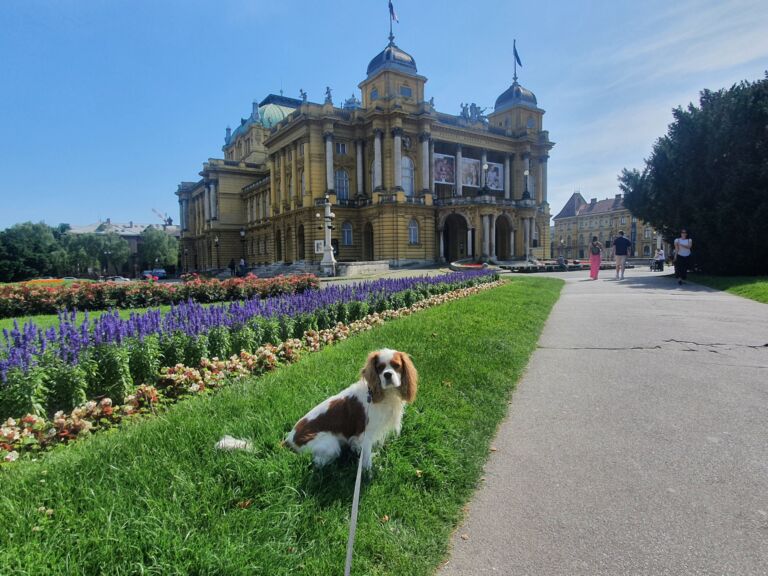 Croatian National Theatre in Zagreb dog