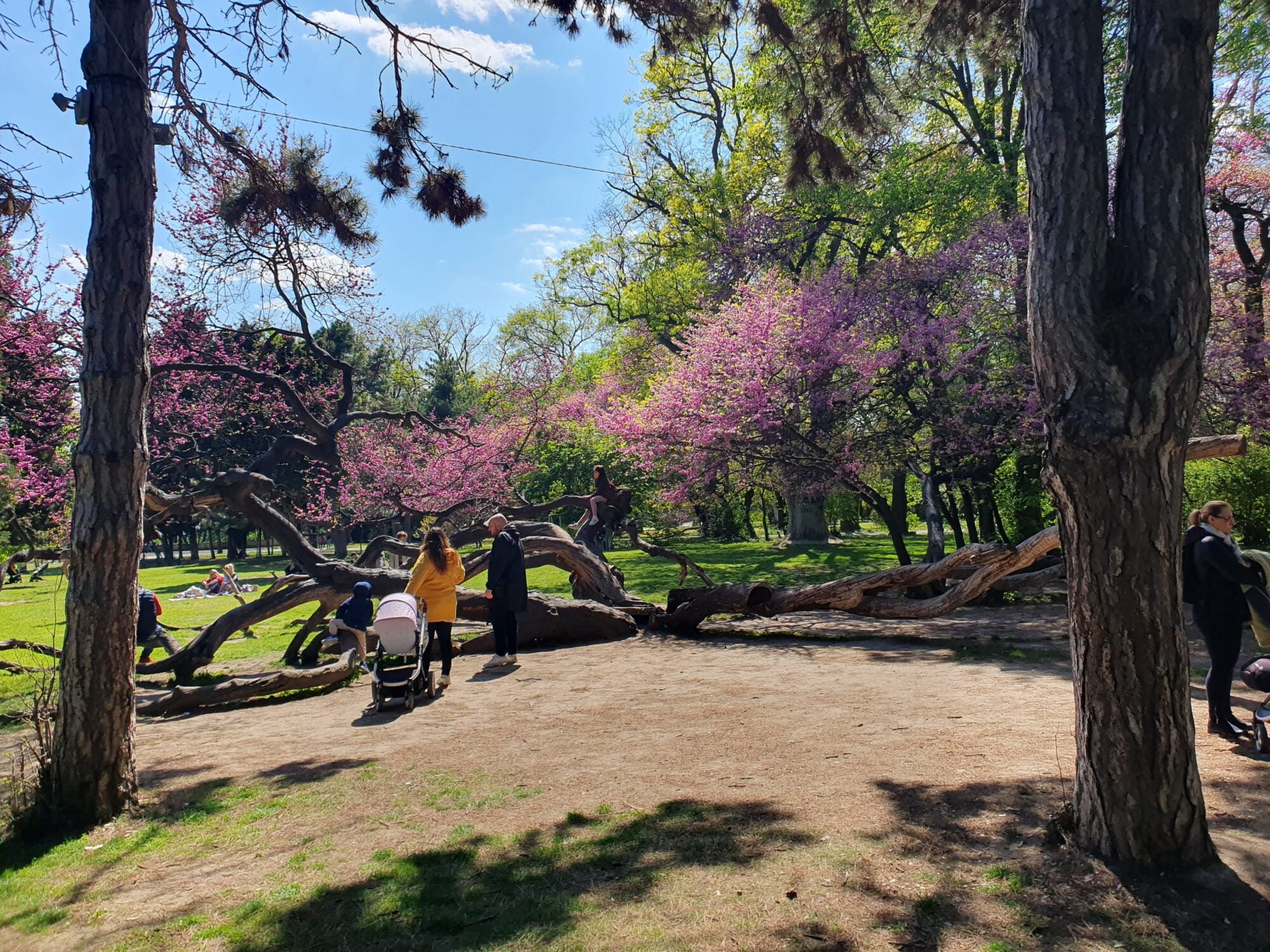 Crooked Tree Varna