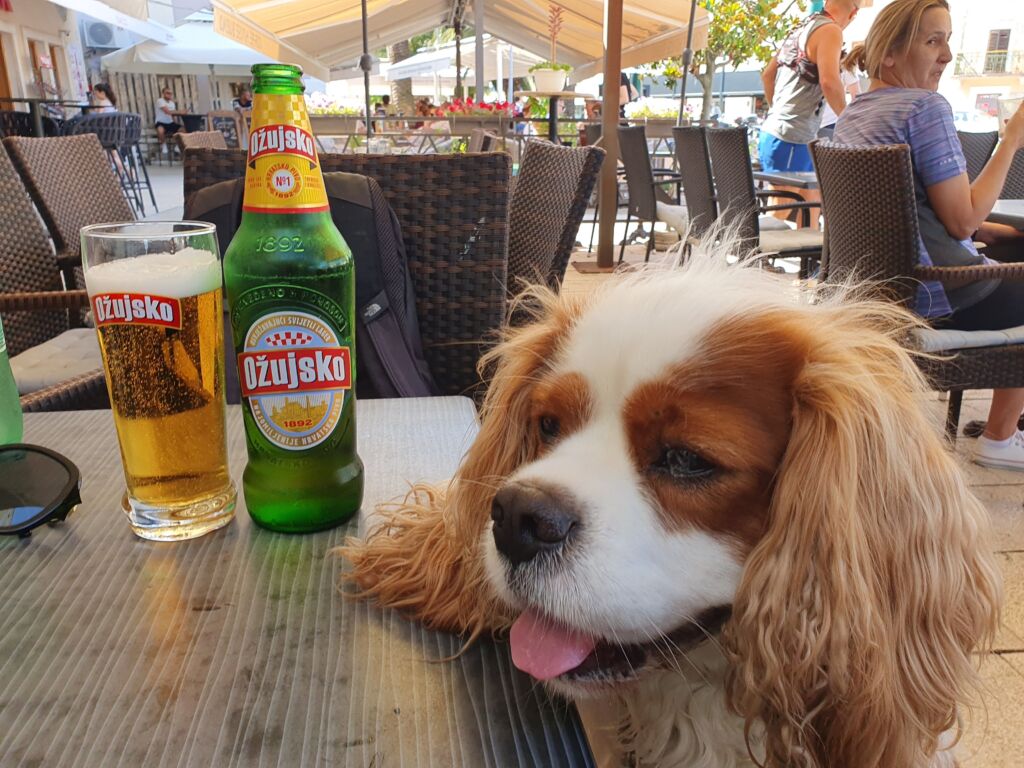 Dog Friendly Bars