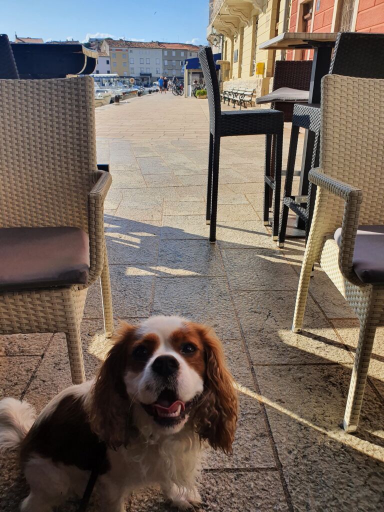 Dog Friendly Cres