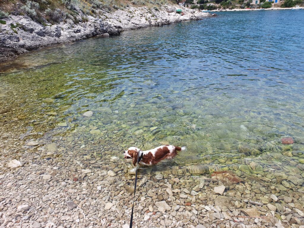 Dog Friendly beaches Croatia