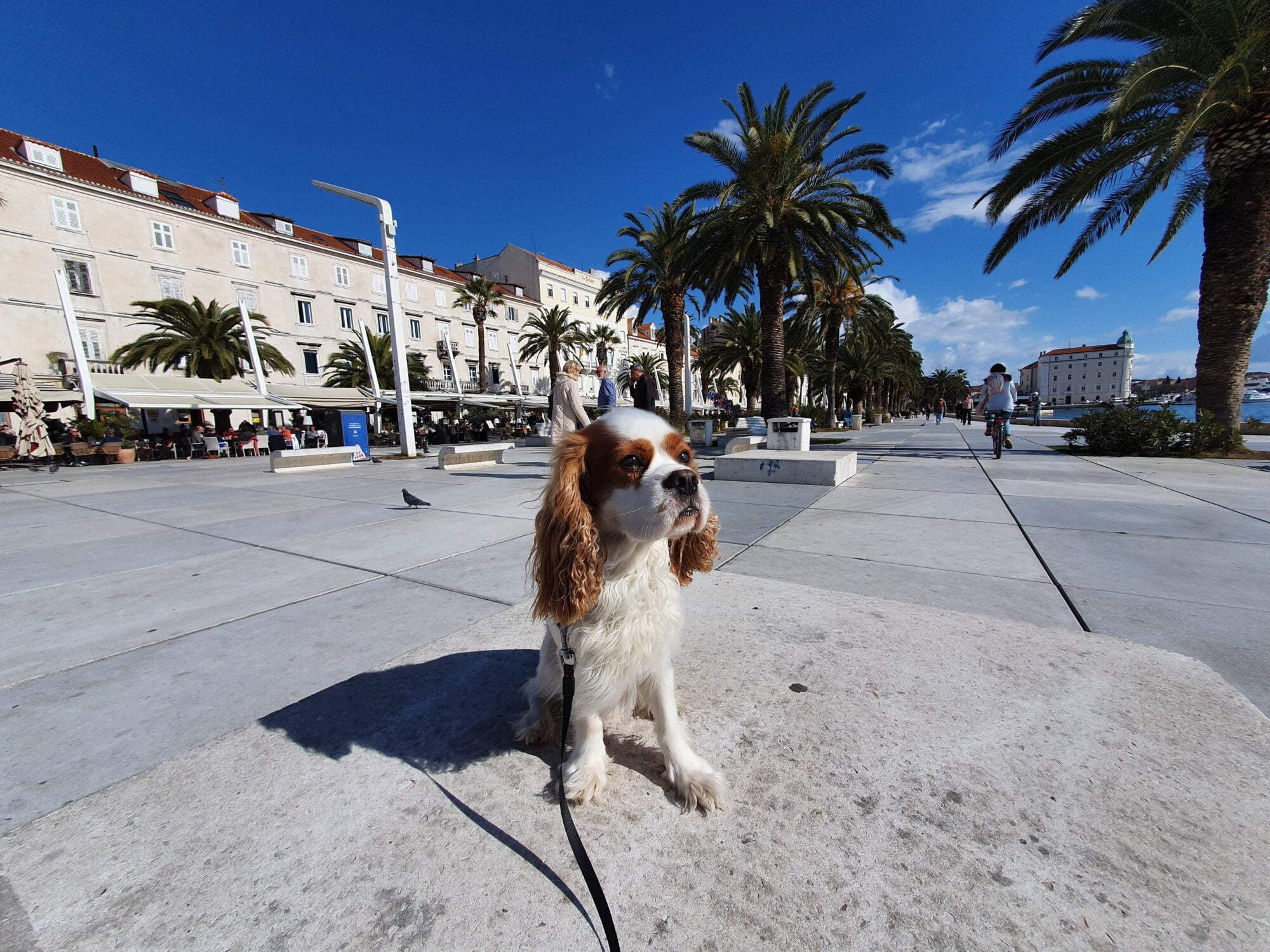 Dog in Split