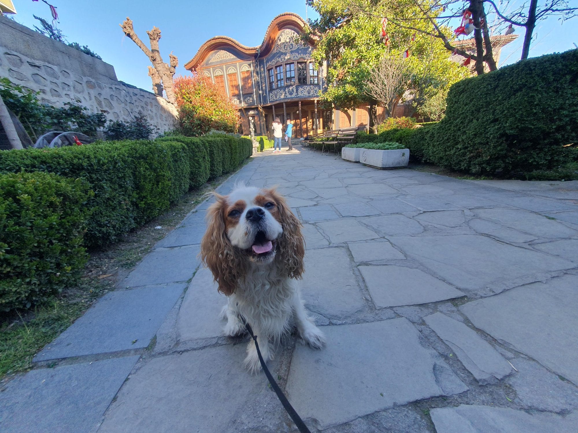 Plovdiv Spring Dog Walks