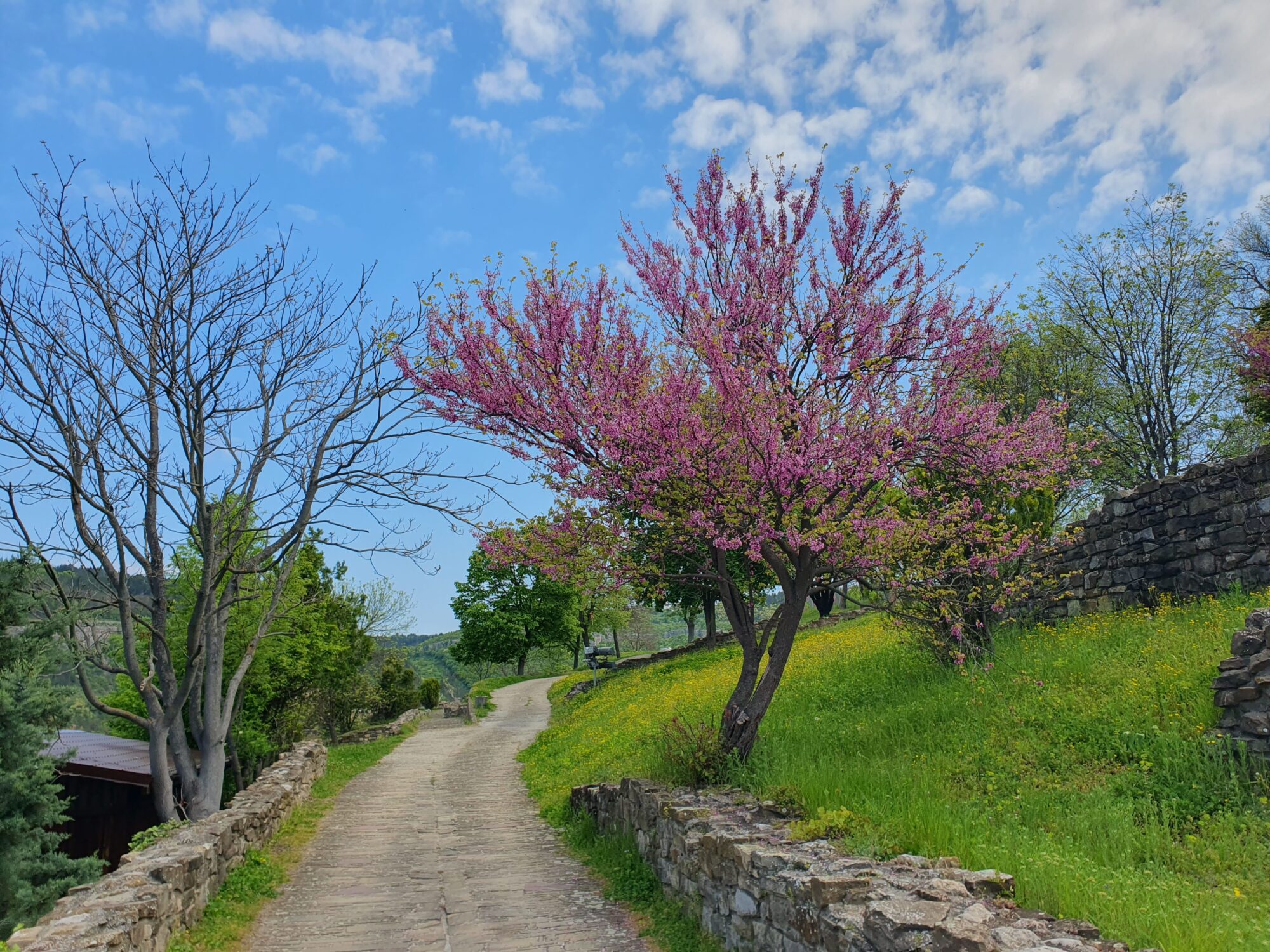 Spring Blossom