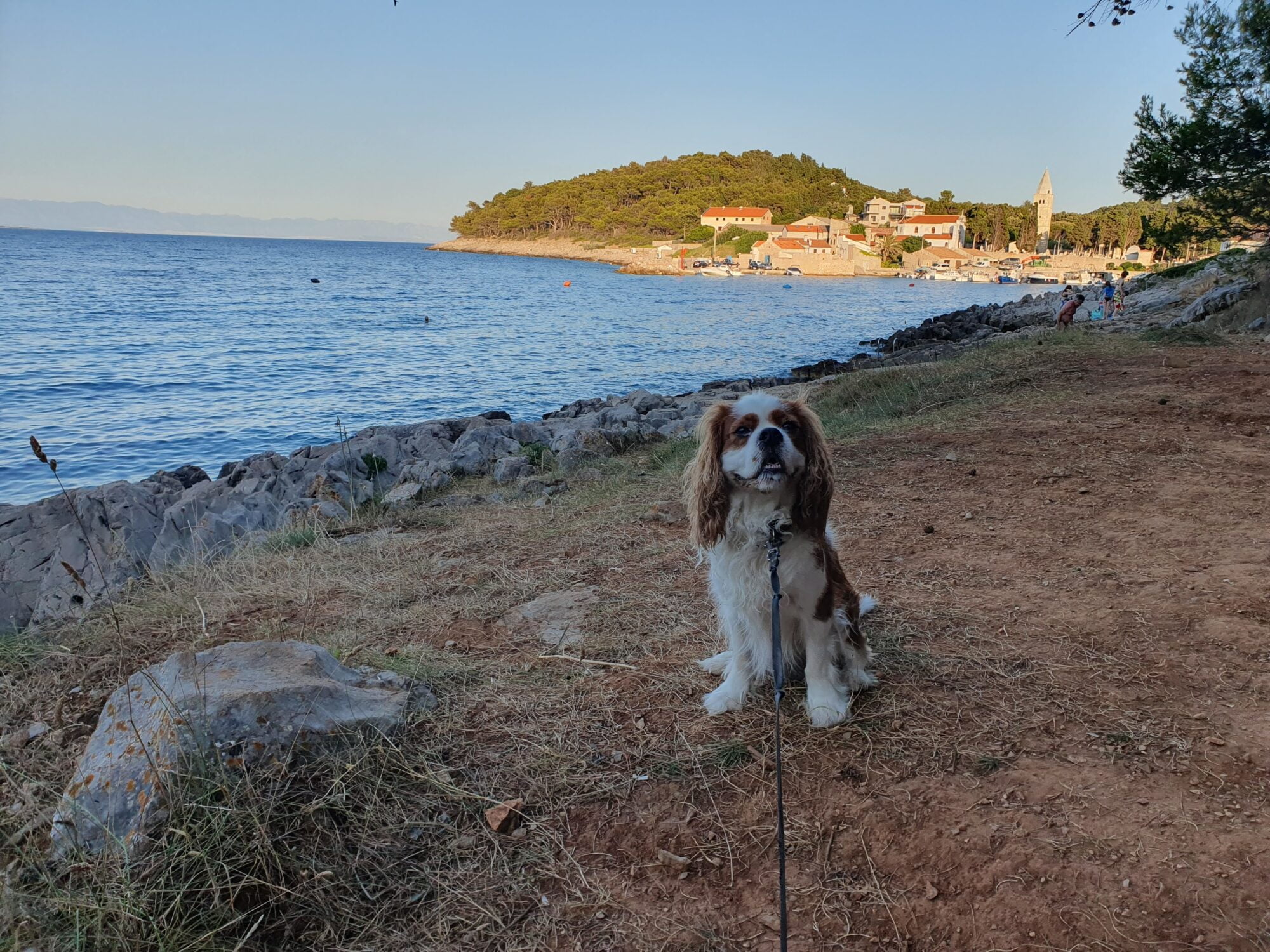 St Martin Dog Walk