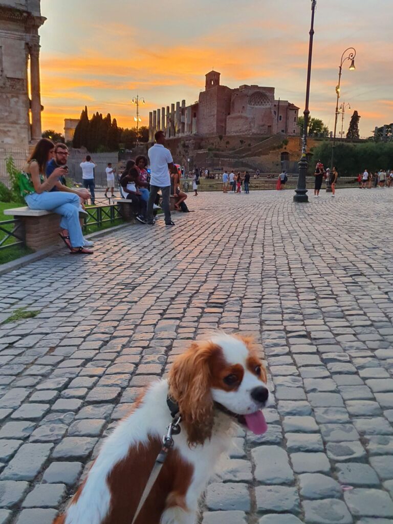 Temple of Venus and Rome Dog Sunset