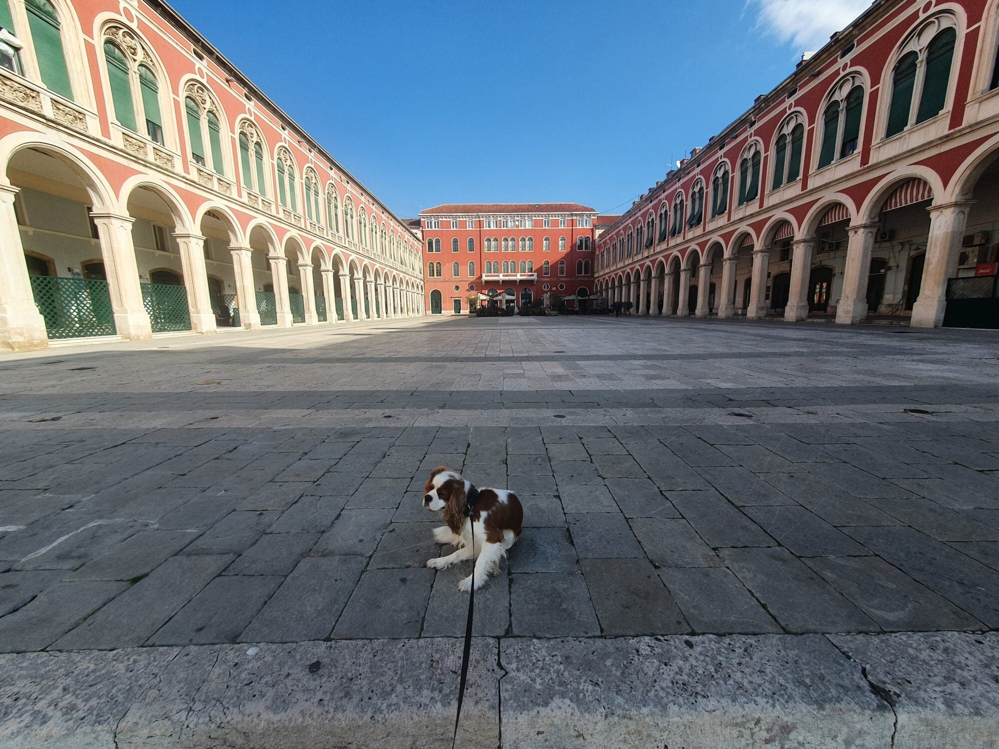 Trg Republike Dog Walk
