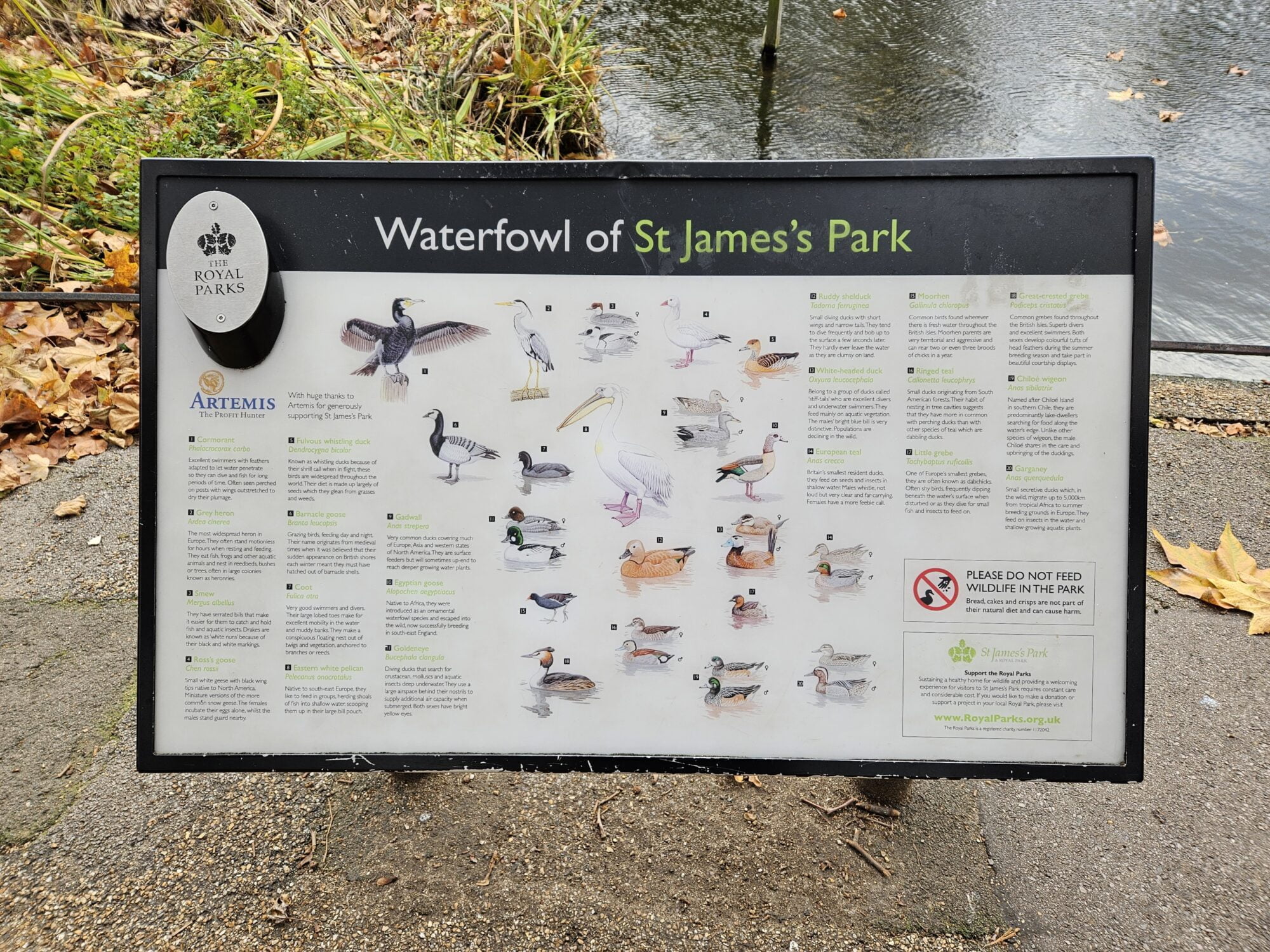 Birds of London