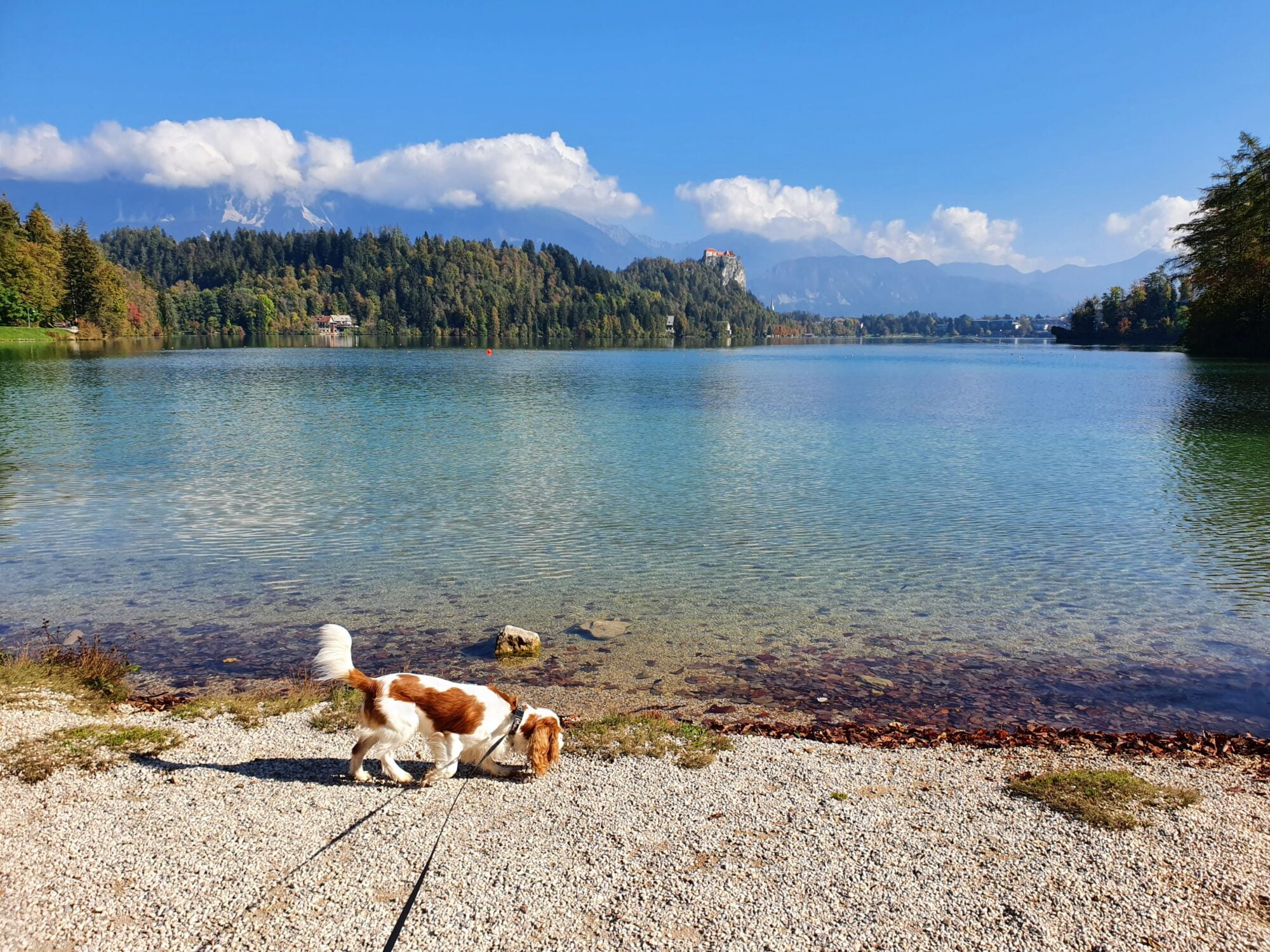 Dog exploring beach at Lake Bled