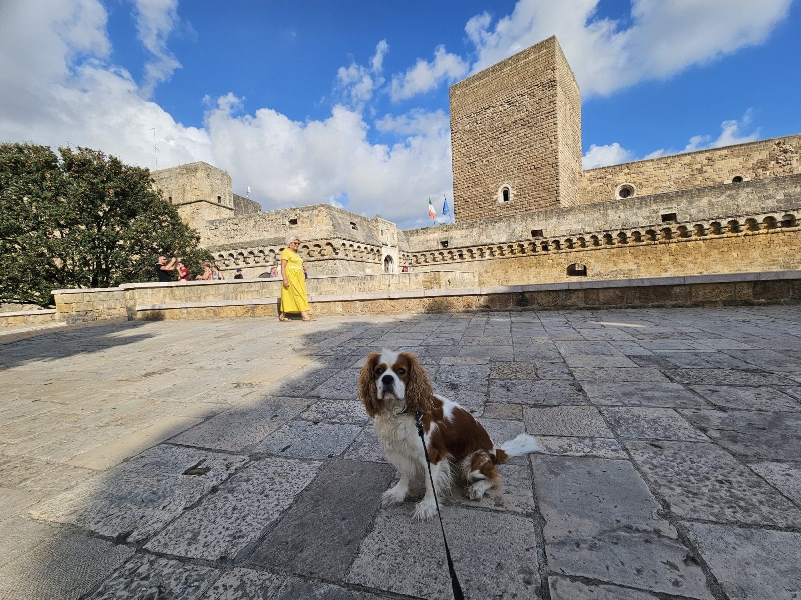 Bari Dog Walk