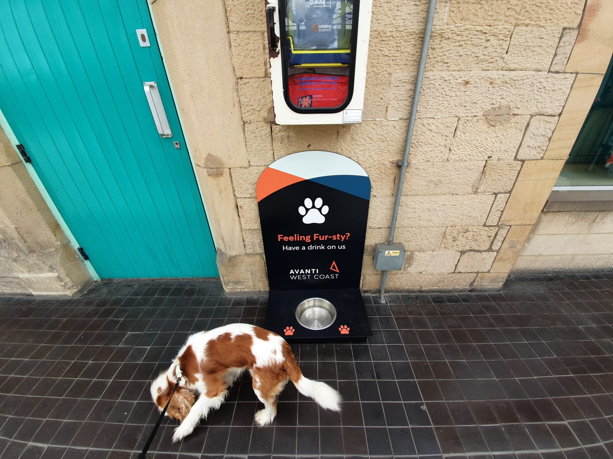 Dog Friendly Train Station