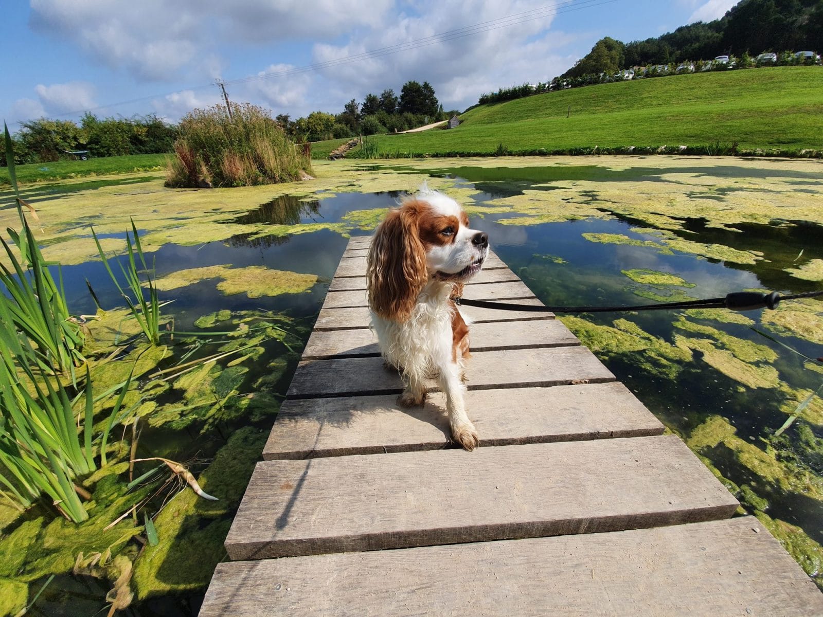 Dog Stinchcombe Hill