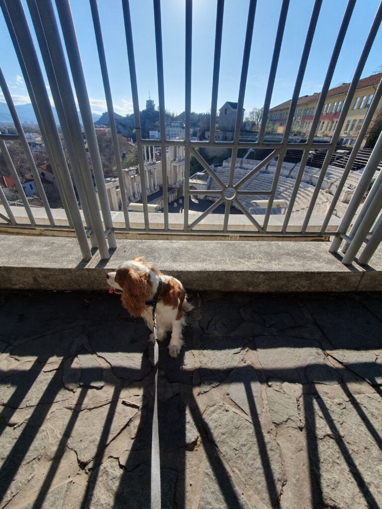 Dog Walk