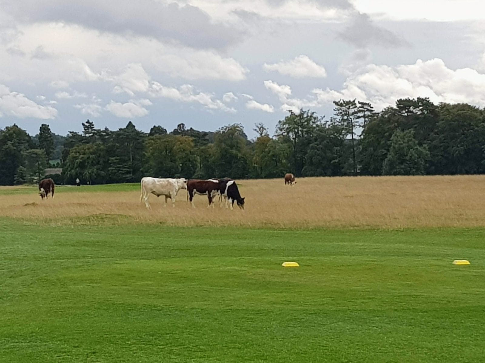 Minchinhampton Common